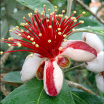 Acca Sellowiana - Pineapple Guava - 9cm Pot | 1 x 9cm | Red