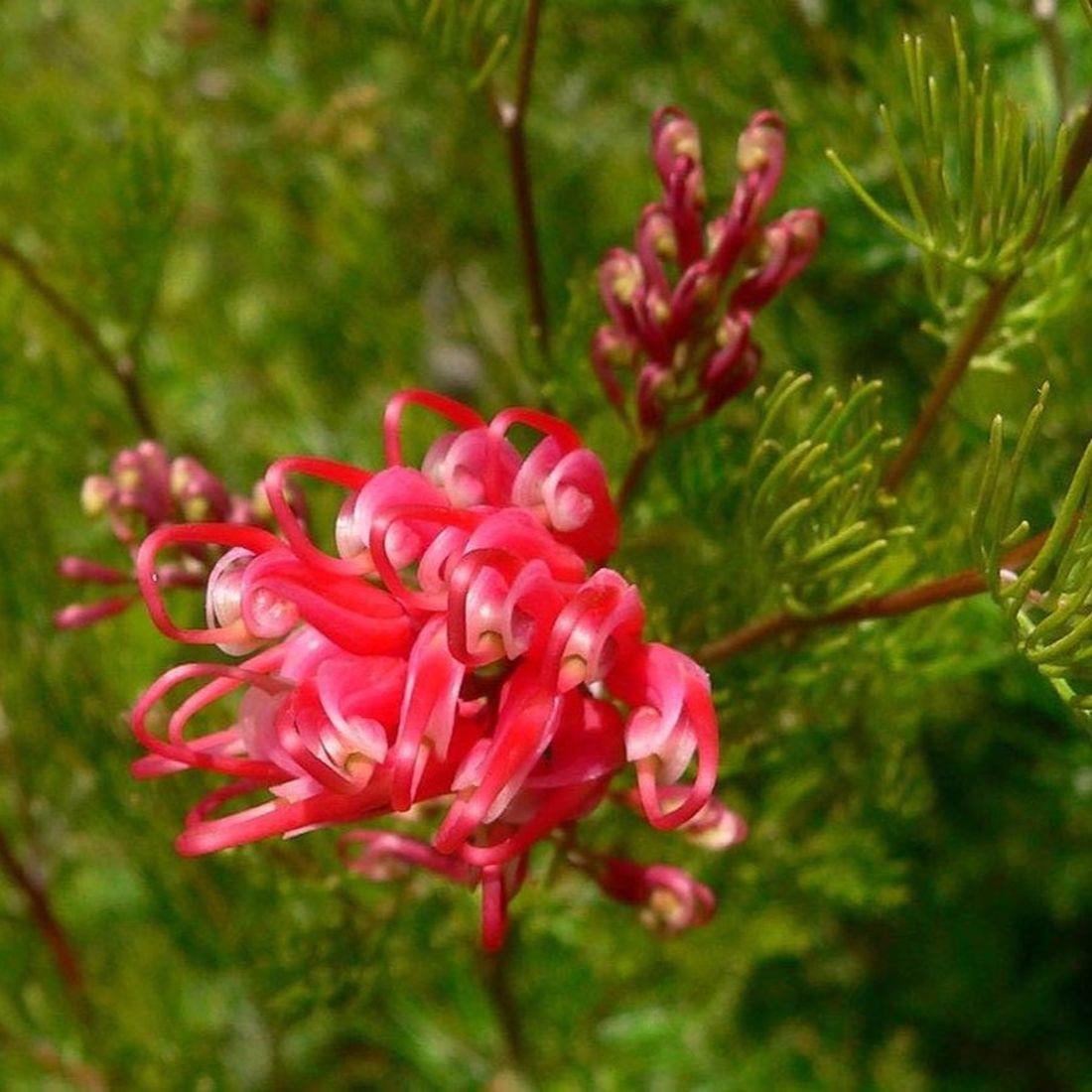 Direct Plants Grevillea Olympic Flame Evergreen Garden Shrub