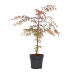 Japanese Maple - Acer Palmatum 'Garnet' - Height 60-70cm - ⌀19cm | Set of 1 | Red