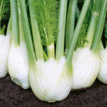 All-year Herb Collection | Set of 10