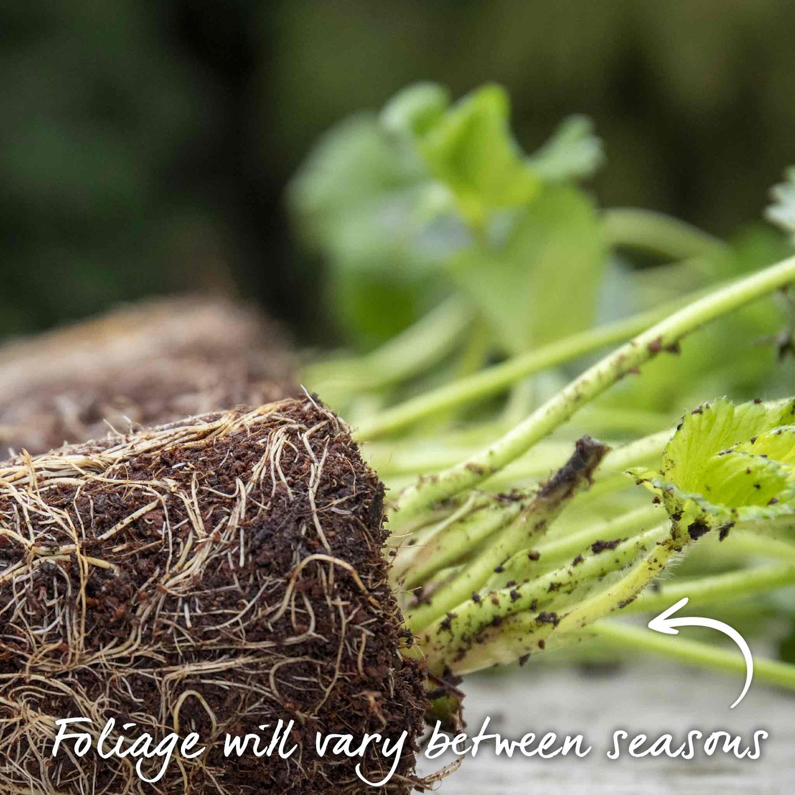 Flamenco Everbearing Strawberry Bare-root Plant | Set of 30