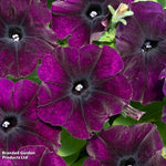 Easy Wave Navy Velour Petunia Garden Ready Plants - Deep Blue-purple Groundcover | 24 x Garden Ready Plants