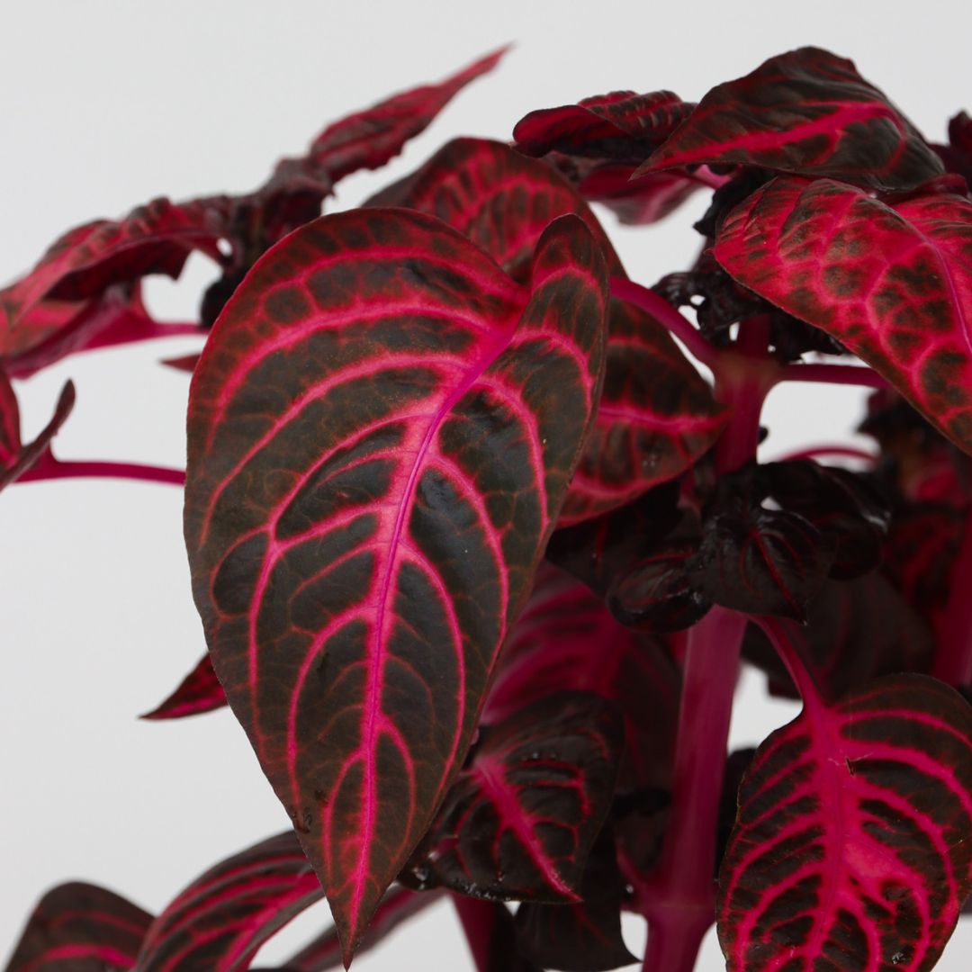 Bloodleaf Plant - Iresine Herbstii - Height 20-30cm - ⌀13cm | Set of 1 | Red