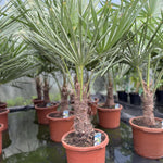 Direct Plants Trachycarpus Fortunei Fan Palm Tree 3.5-4ft Extra Large Plant In A 15 Litre Pot