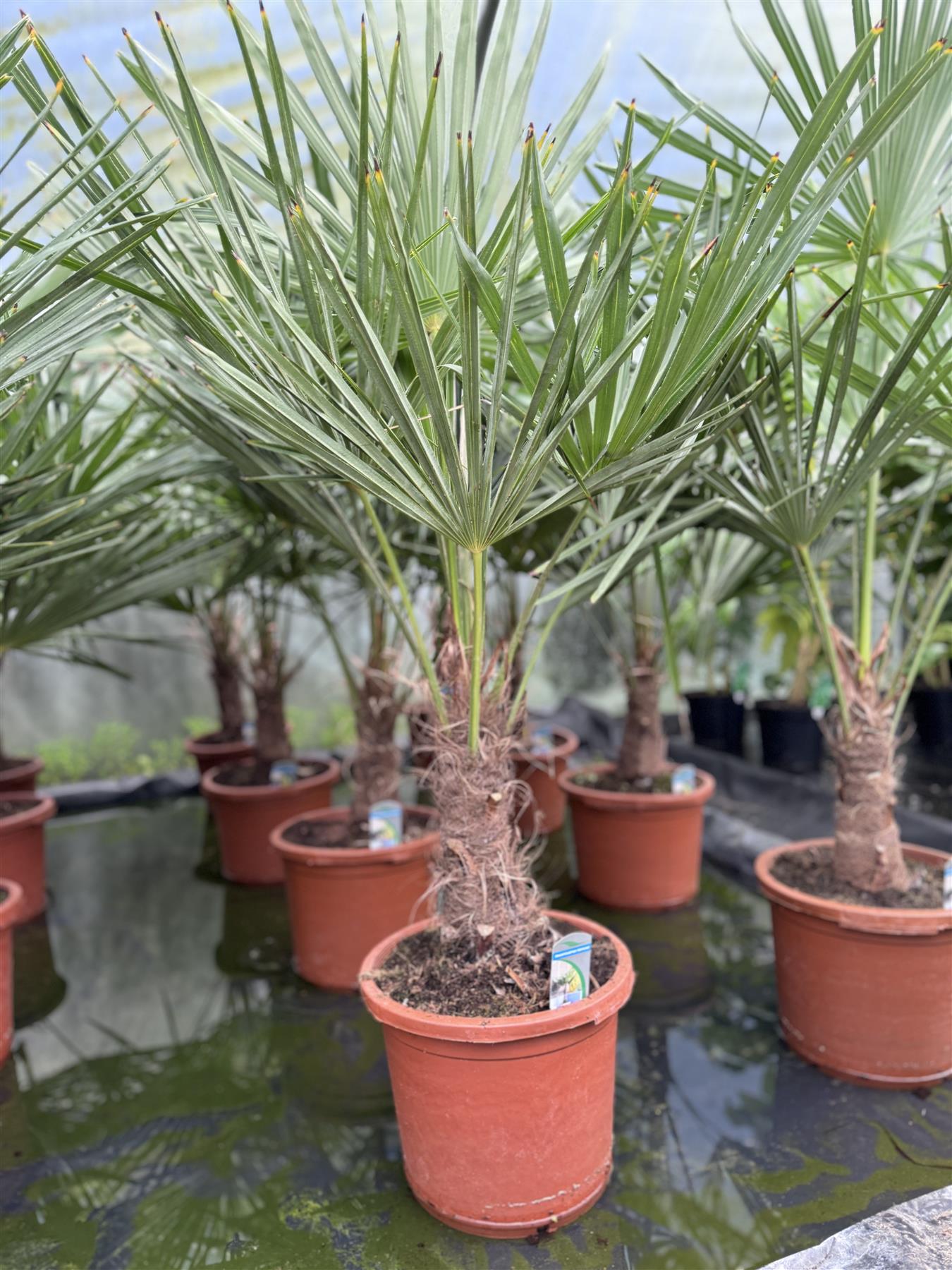 Trachycarpus Fortunei Fan Palm Tree 3.5-4ft Extra Large Plant In A 15 Litre Pot