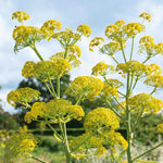 Fennel (foeniculum Vulgare) Plants | 3 x 9cm | Lime Green