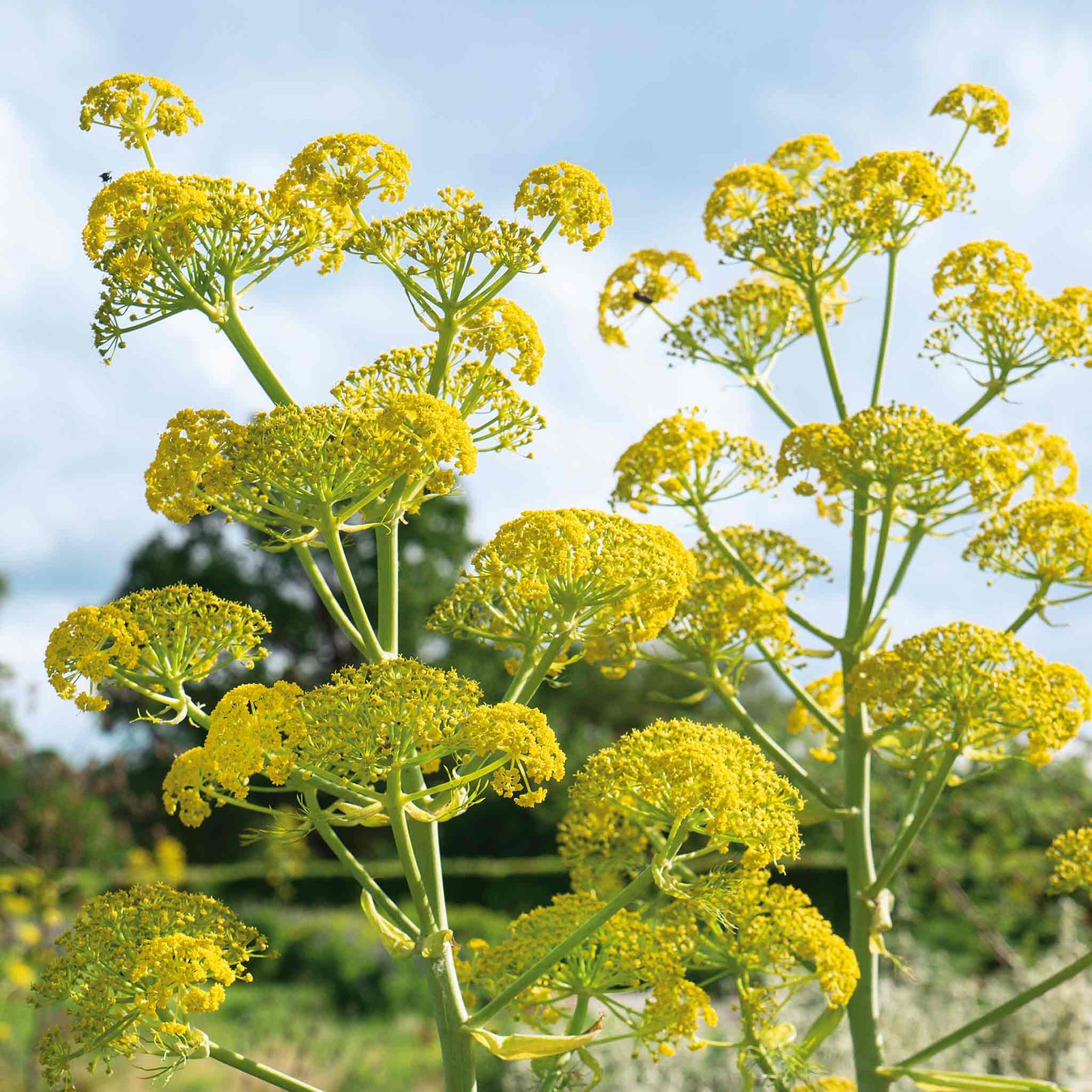 Fennel (foeniculum Vulgare) Plants | 3 x 9cm | Lime Green