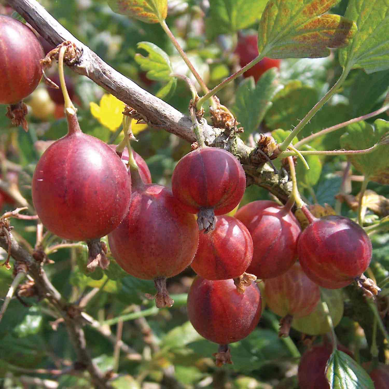 Gooseberry Bush Collection Bushes | 3 x Bare Root