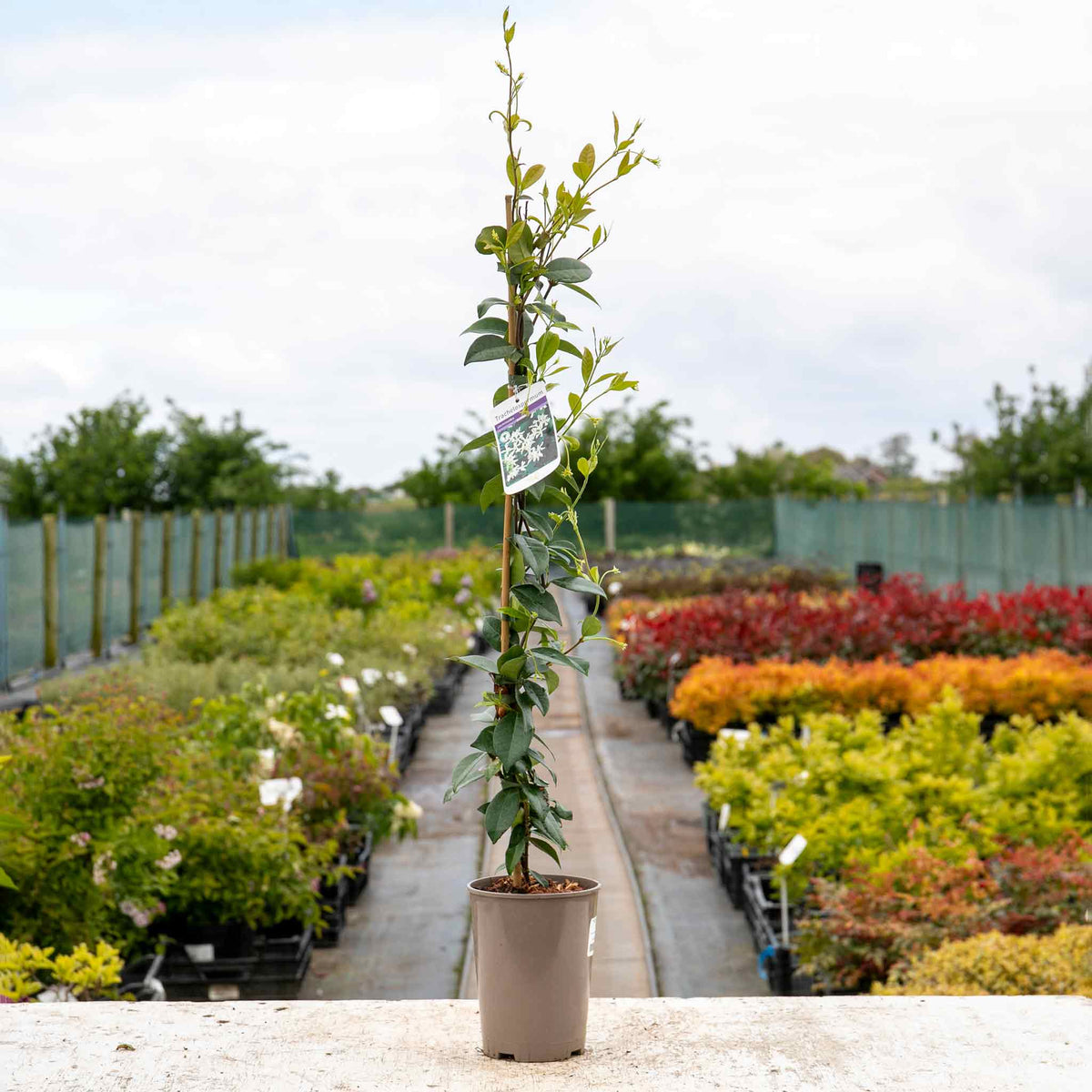 Star Jasmine - Trachelospermum Jasminoides | 3 x 9cm | White