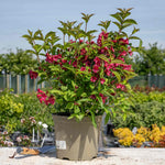 Weigela 'bristol Ruby' - Deep Ruby-red Deciduous Shrub, Pollinator Friendly | 1 x 7.5L | Pink