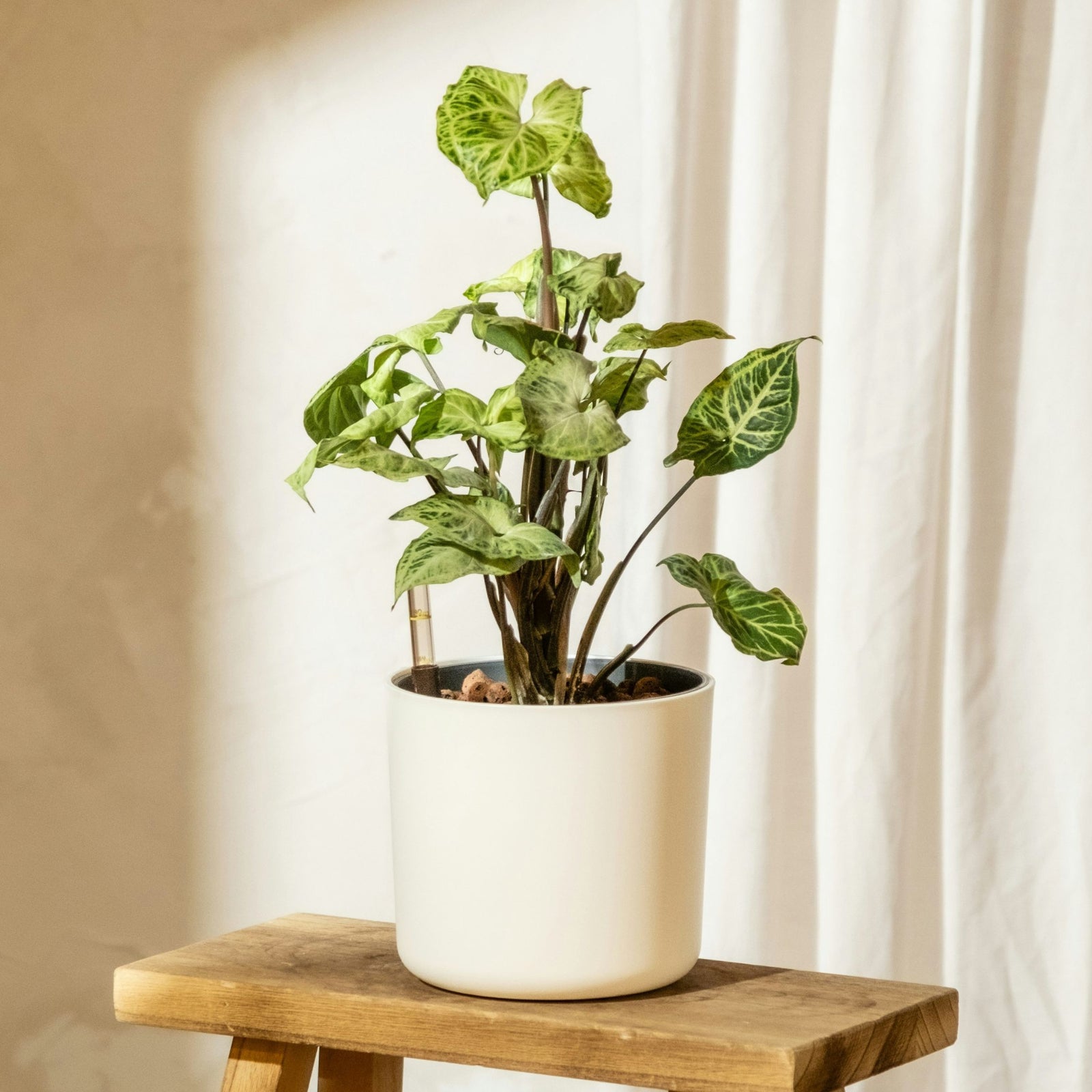Arrowhead Plant Red Heart - 2 Pcs. - Syngonium 'pixie' - Height 25-40cm - ⌀12cm | Set of 2 | Green