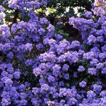 Ceanothus Dentatus Blue Lilac Extra Large Evergreen Shrub Plant 5-6ft Tall