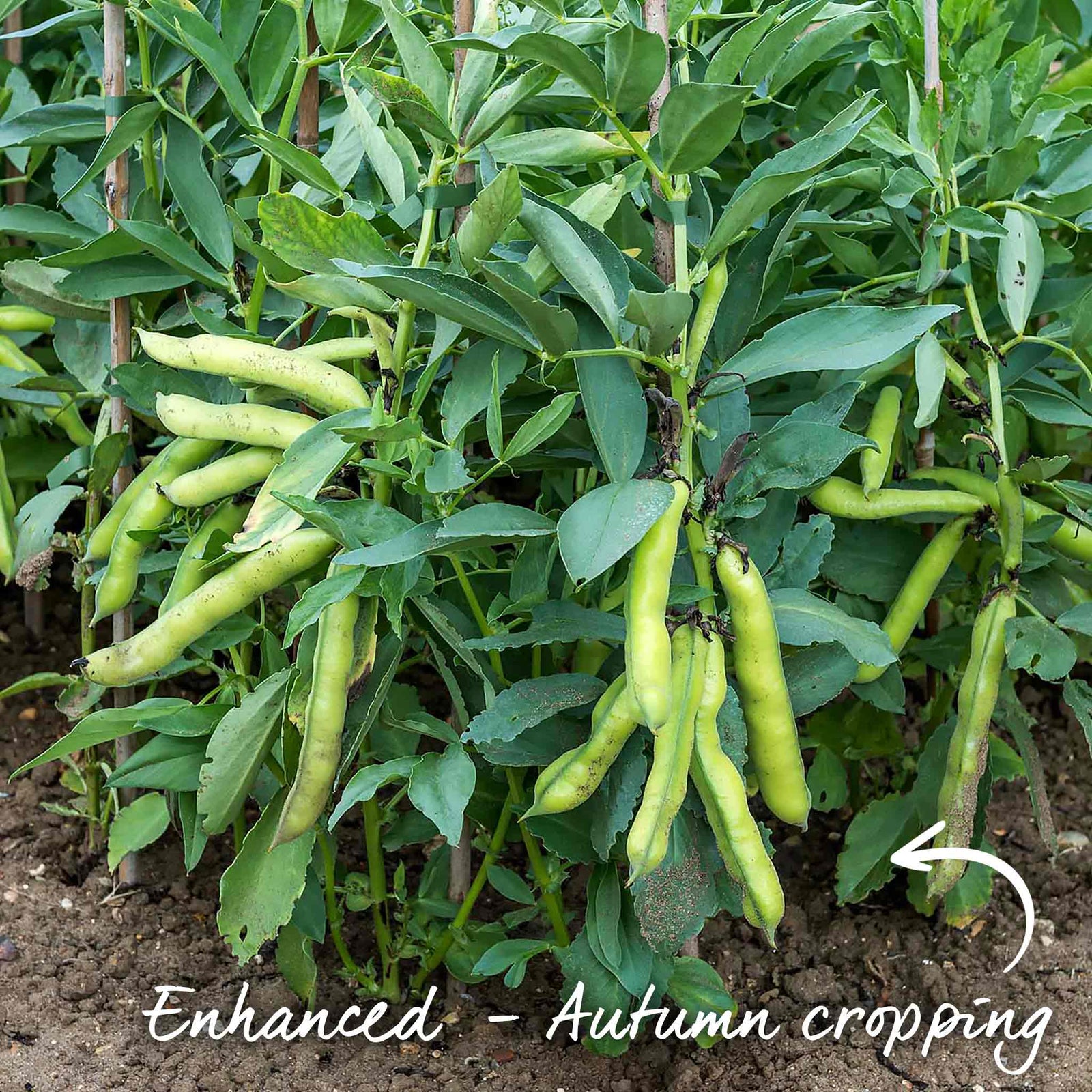 Broad Bean Seeds 'luz De Otono' — Autumn Cropping, 75 Seeds | 75 Seeds | Green