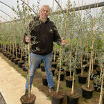 Direct Plants Large Olea Europaea Olive Tree 4-5ft Tall Supplied In A 7.5 Litre Pot