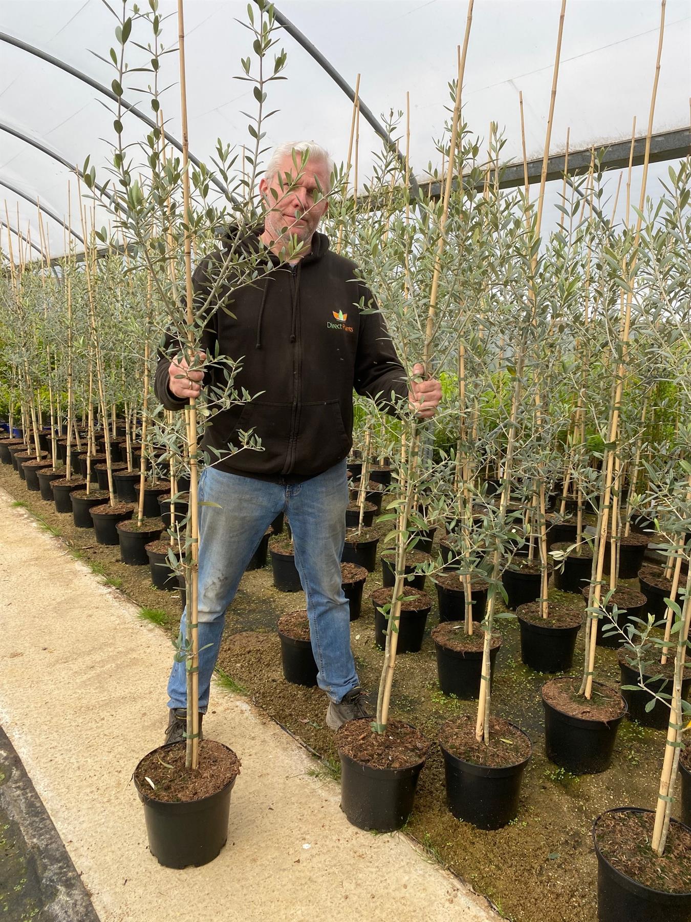 Direct Plants Large Olea Europaea Olive Tree 4-5ft Tall Supplied In A 7.5 Litre Pot