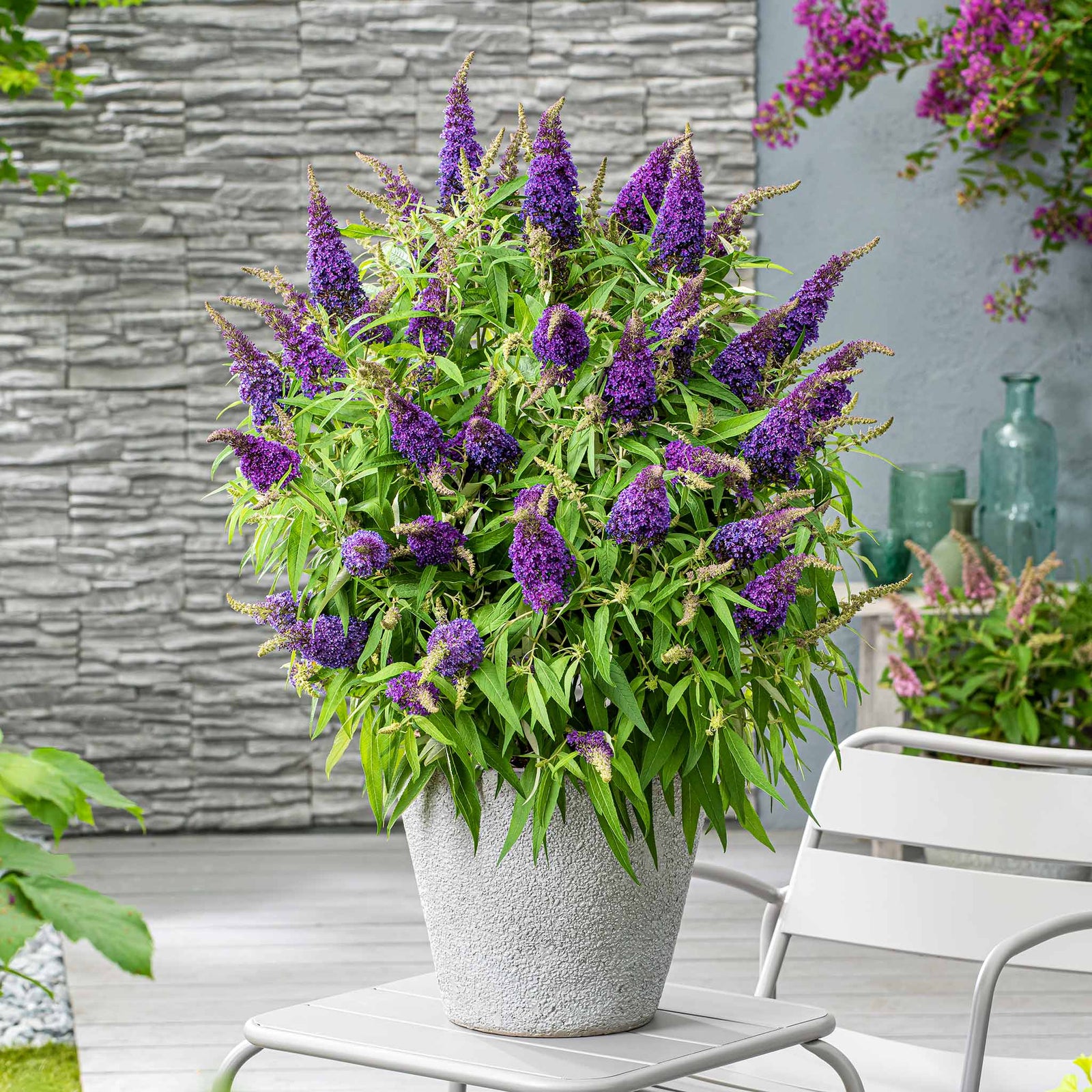Buddleja 'candy Little Purple' (dwarf Butterfly Bush) | 1 x 9cm | Purple