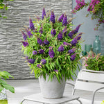 Buddleja 'candy Little Purple' (dwarf Butterfly Bush) | 1 x 7.5L | Purple