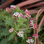 Zaluzianskya 'star Balsam' Night-scented Phlox, Fragrant Compact Perennial Plant | 3 x Jumbo Plugs | Multi