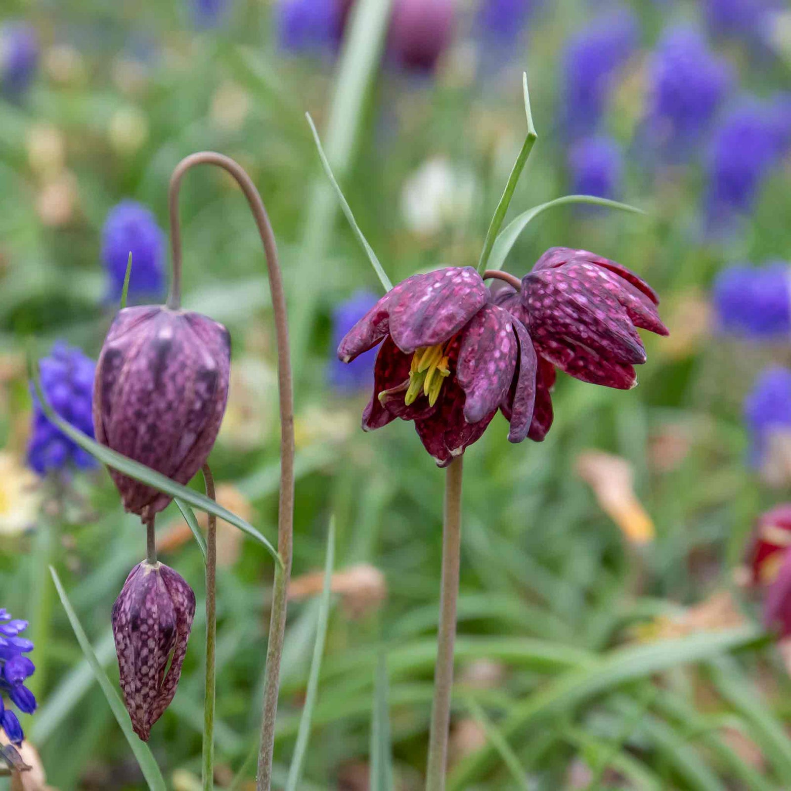 Marshalls Garden Snake's Head Fritillary