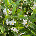 Solanum Jasminoides Alba Climbing Plant 3-4ft Supplied In A 3 Litre Pot