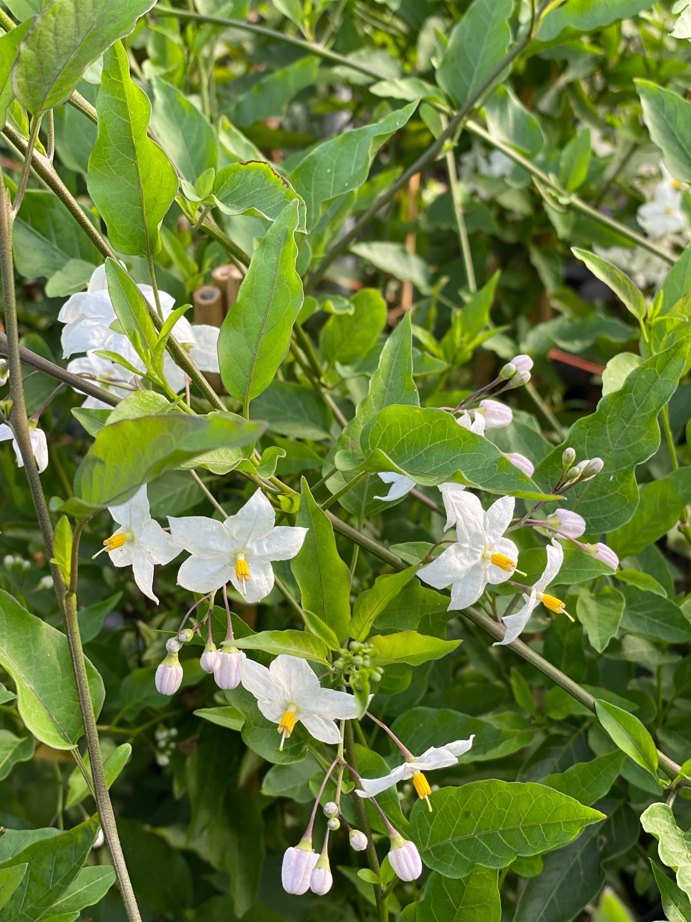 Solanum Jasminoides Alba Climbing Plant 3-4ft Supplied In A 3 Litre Pot