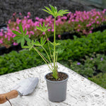 Lupin 'legendary Mix' - Tall Pollinator-friendly Perennial | 3 x Jumbo Plugs | Multi