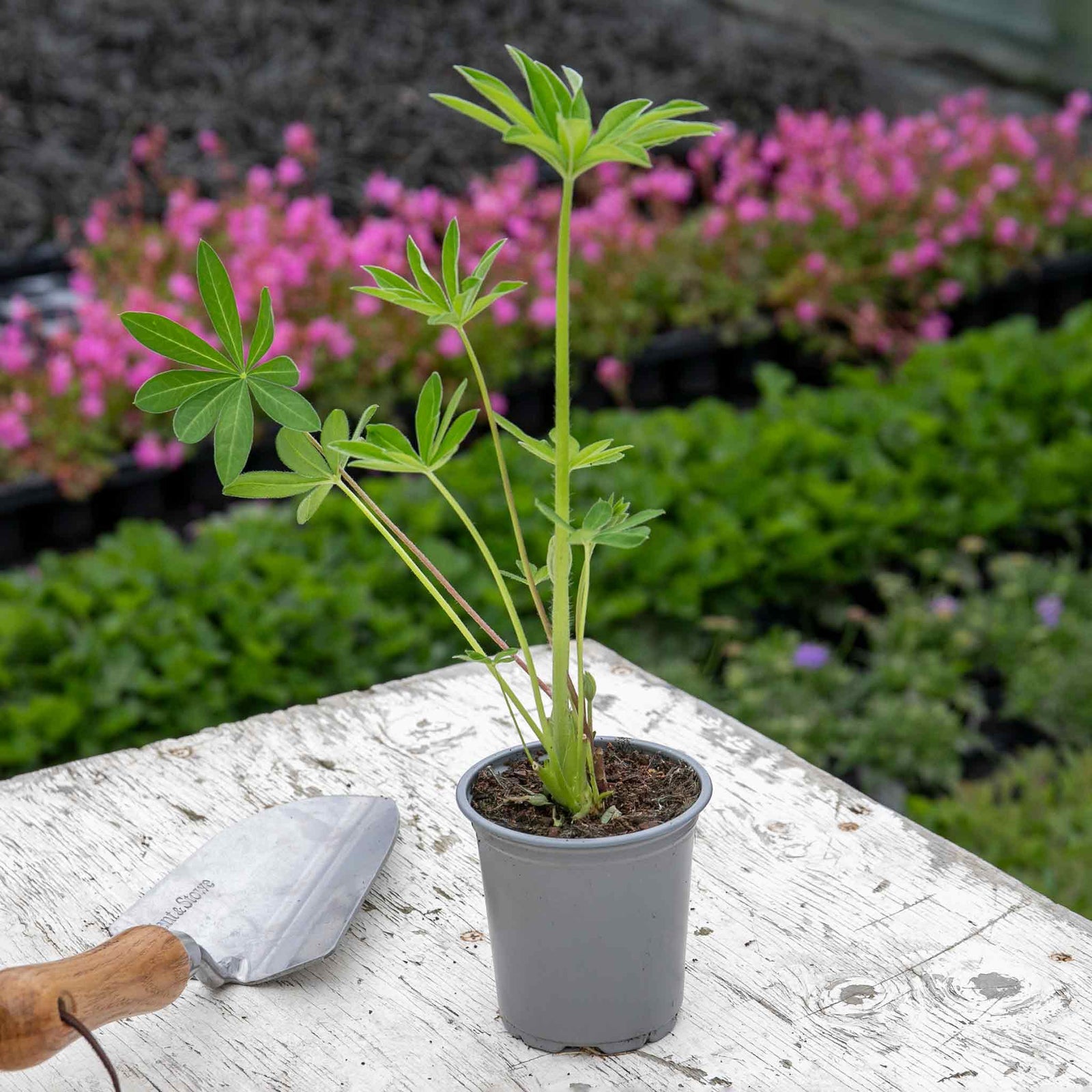 Lupin 'legendary Mix' - Tall Pollinator-friendly Perennial | 3 x 9cm | Multi