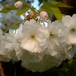 Prunus Blushing Bride Flowering Cherry Tree 6ft Tall Supplied In A 12 Litre Pot