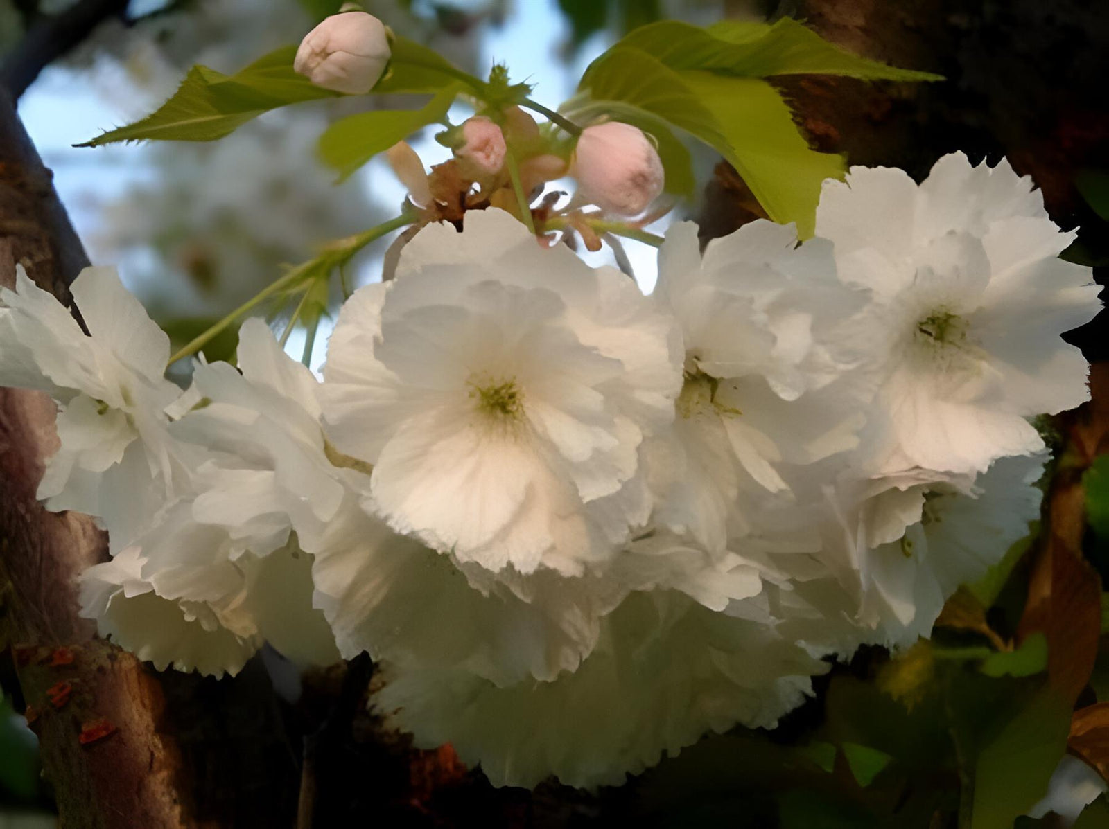 Prunus Blushing Bride Flowering Cherry Tree 6ft Tall Supplied In A 12 Litre Pot