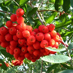 Sorbus Commixta Mountain Ash Tree 5-6ft Supplied In A 7.5 Litre Pot