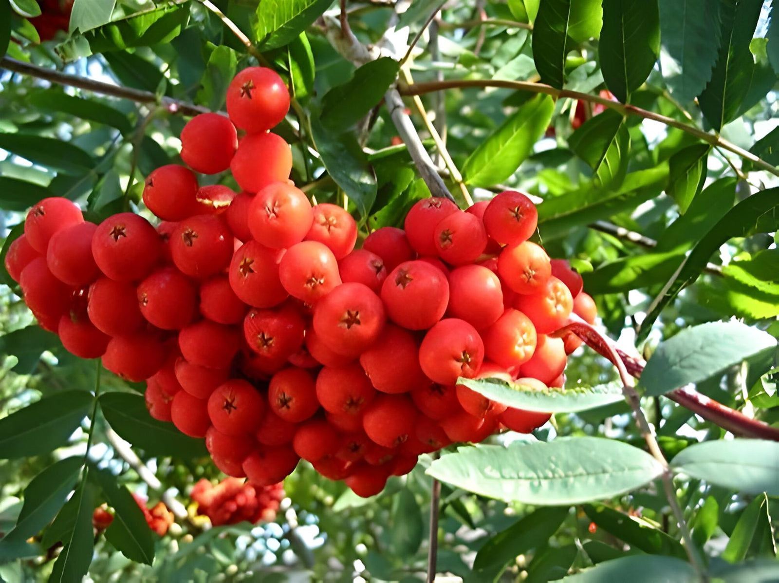 Sorbus Commixta Mountain Ash Tree 5-6ft Supplied In A 7.5 Litre Pot