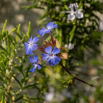 Ceratostigma Willmottianum Chinese Plumbago Shrub Large Plant Supplied In A 2/3 Litre Pot