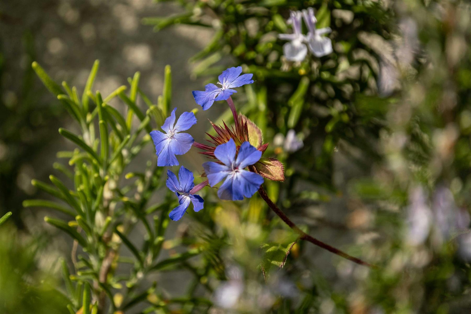 Ceratostigma Willmottianum Chinese Plumbago Shrub Large Plant Supplied In A 2/3 Litre Pot