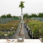 Apple 'mcintosh' - Columnar Patio Apple Tree | 1 x Tree