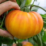 Cordon Tomato 'gourmansun' - Golden Oxheart Jumbo Plugs | Set of 3