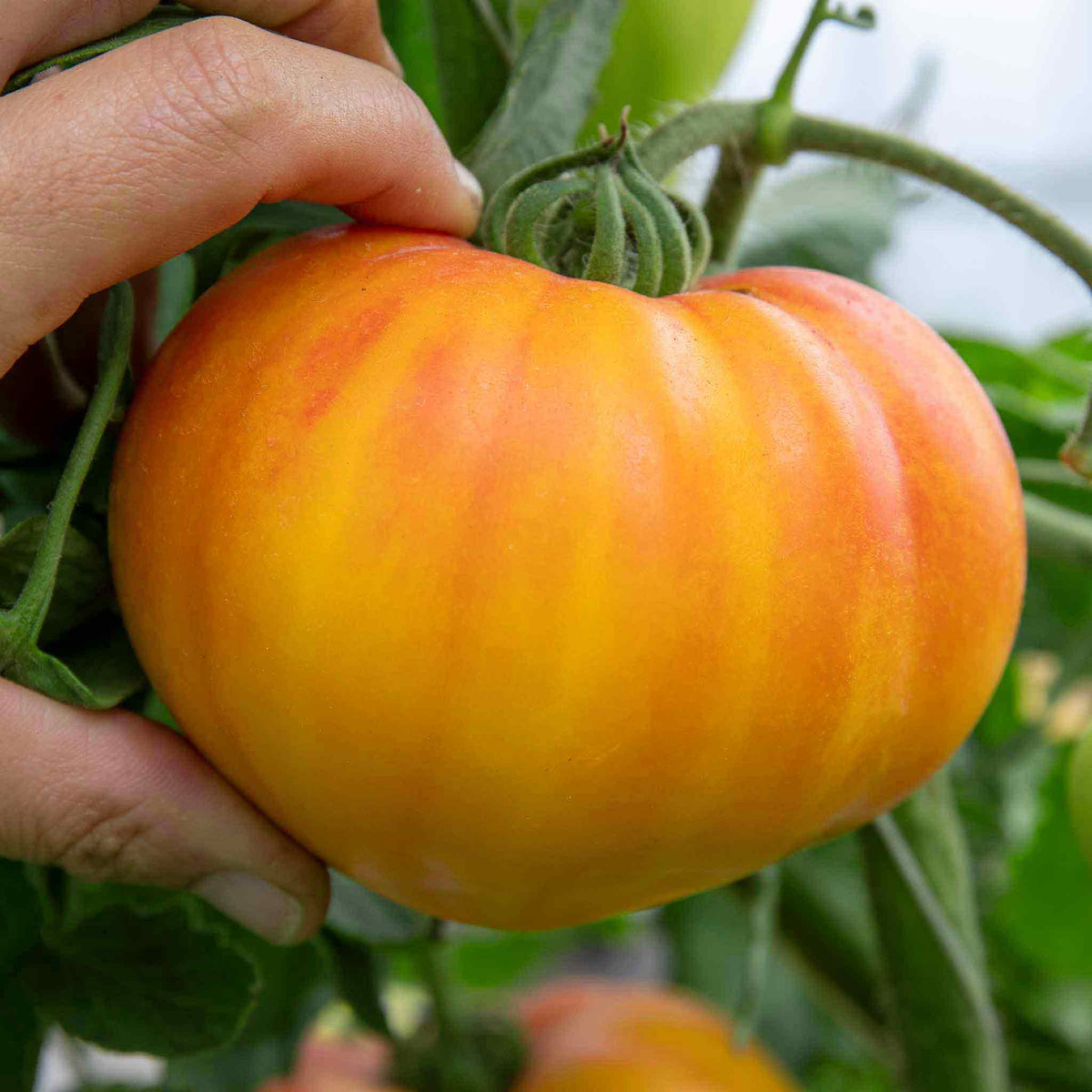 Cordon Tomato 'gourmansun' - Golden Oxheart Jumbo Plugs | Set of 3