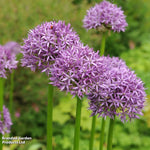 Thompson & Morgan Allium Purple Sensation 32 Bulbs