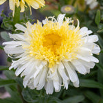 Leucanthemum 'real Charmer' Frilly White Daisies 100 Cm Perennial | 3 x 9cm