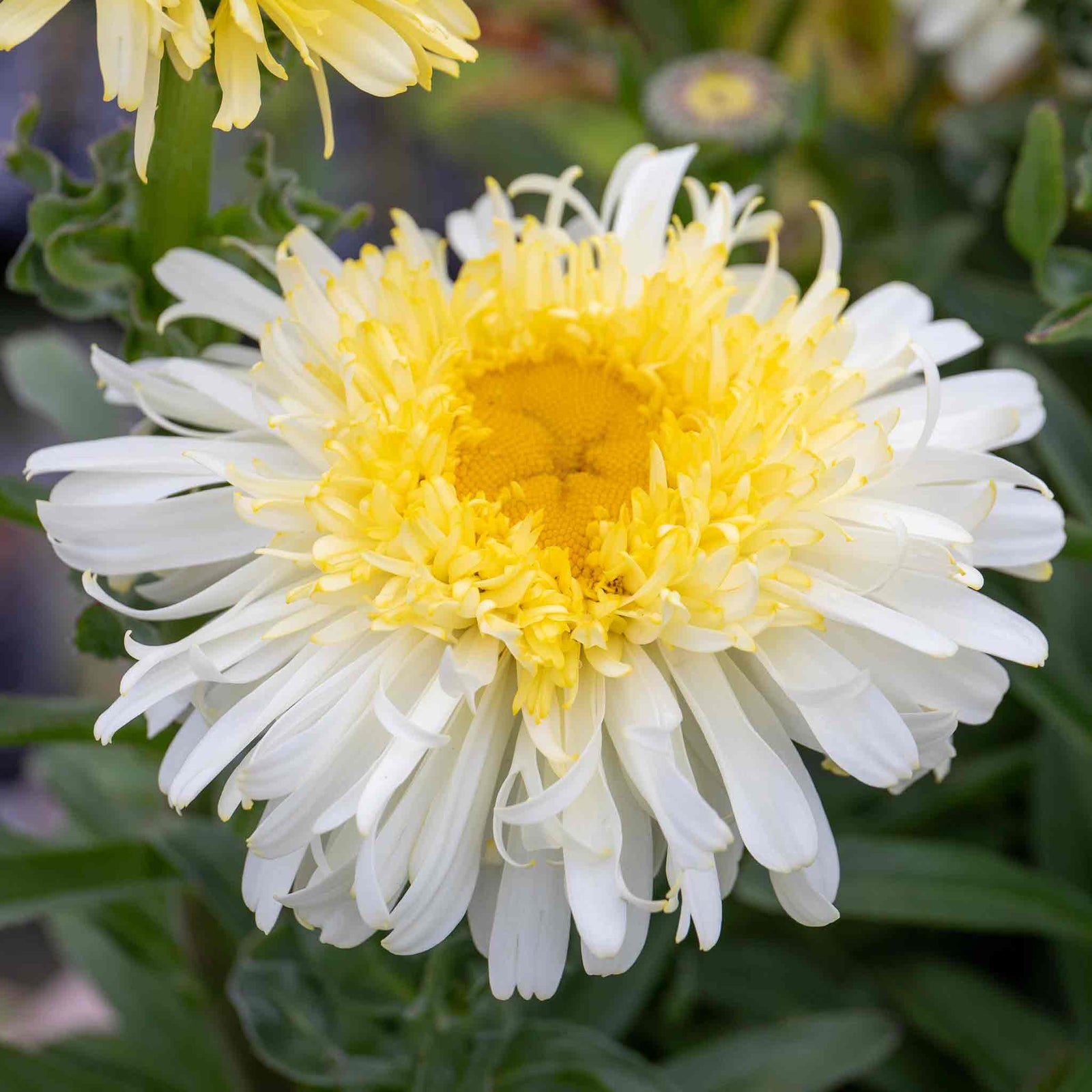 Leucanthemum 'real Charmer' Frilly White Daisies 100 Cm Perennial | 3 x 9cm