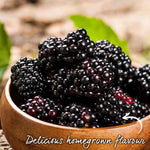 Blackberry 'loch Tay' - Thornless, Compact, High-yield 2 Litre Plants | Set of 3 | Multi