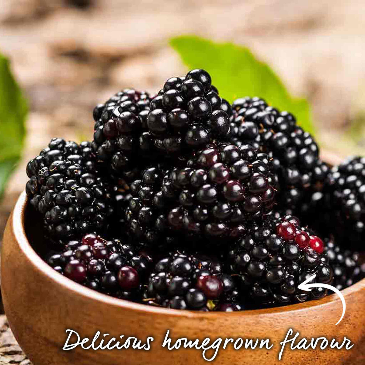 Blackberry 'loch Tay' - Thornless, Compact, High-yield 2 Litre Plants | Set of 3 | Multi