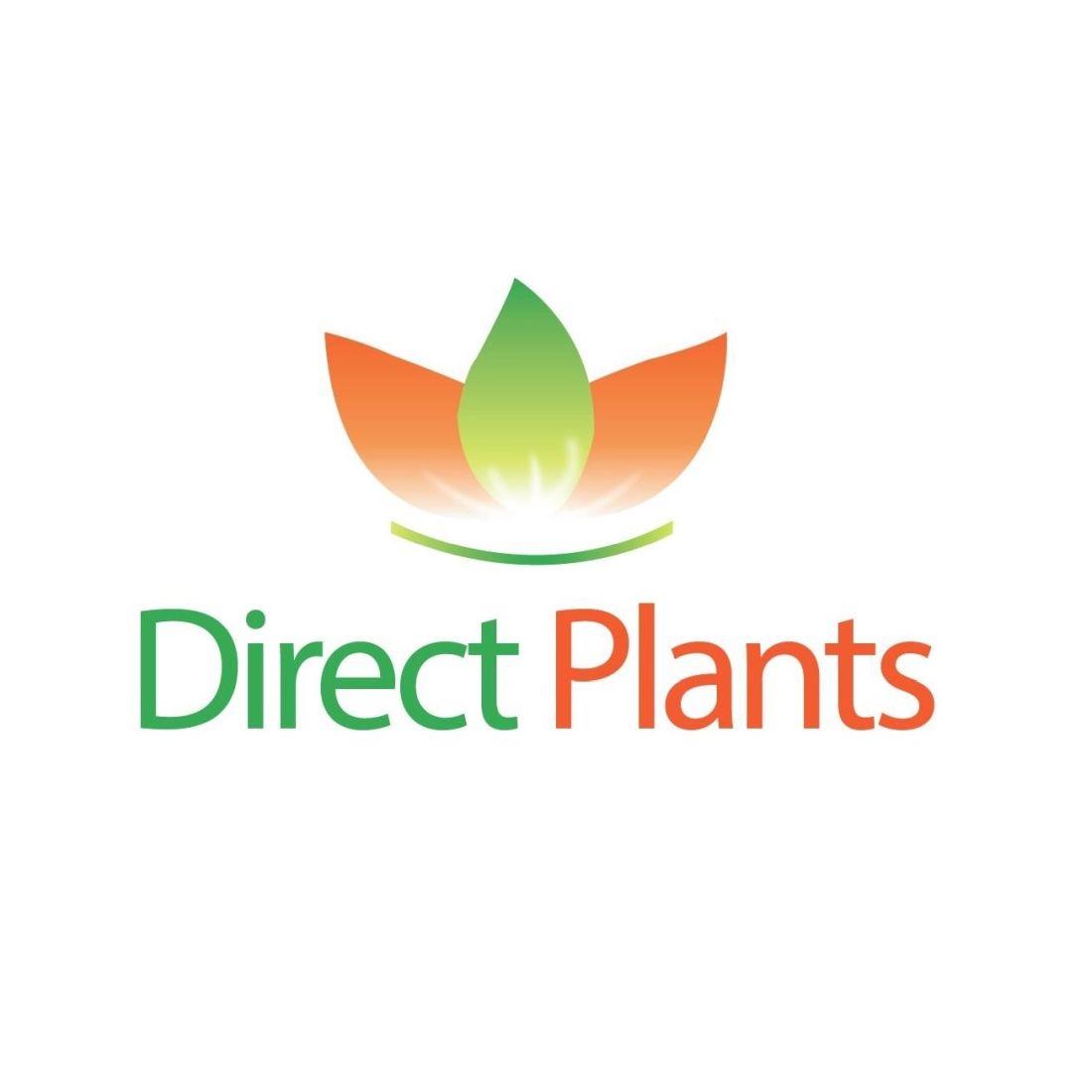 Direct Plants Mahonia × Media Winter Sun Evergreen Winter Flowering Shrub Plant 30-40cm