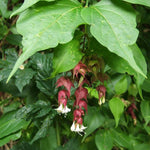 Leycesteria Himalayan Honeysuckle Shrub Extra Large Plant Supplied In A 3 Litre Pot