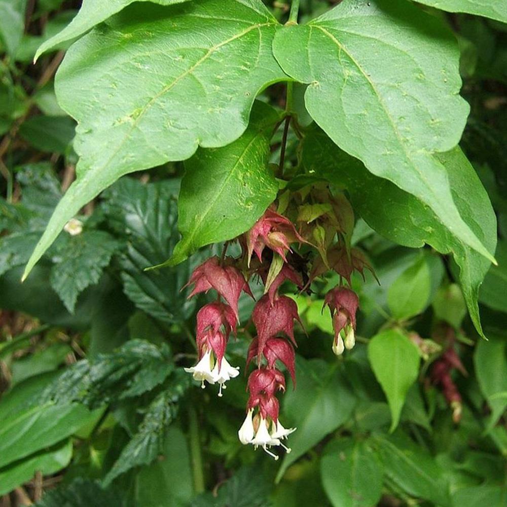 Leycesteria Himalayan Honeysuckle Shrub Extra Large Plant Supplied In A 3 Litre Pot