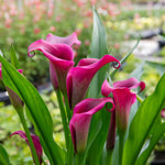 Zantedeschia 'royal Valentine' 2l - Deep Red Hooded Flowers | Set-of-1 | Purple & Green
