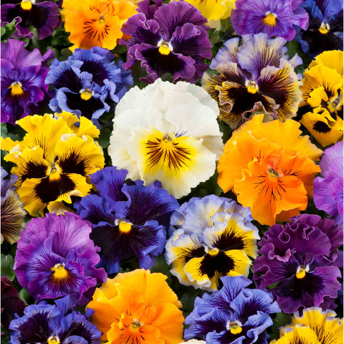 Pansy Frizzle Sizzle Mix - young plants | 12 x Garden Ready Plugs | Multi