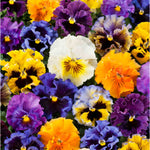 Pansy Frizzle Sizzle Mix - young plants | 24 x Garden Ready Plugs | Multi
