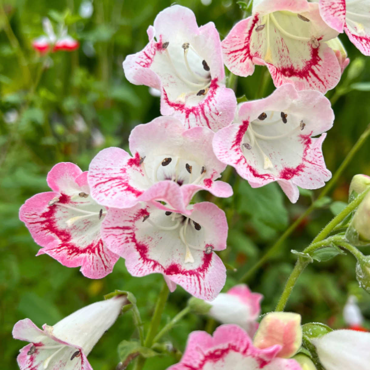 Penstemon 'ice-cream Strawberries & Cream' - 9cm Pots | 1 x 9cm | Pink & White