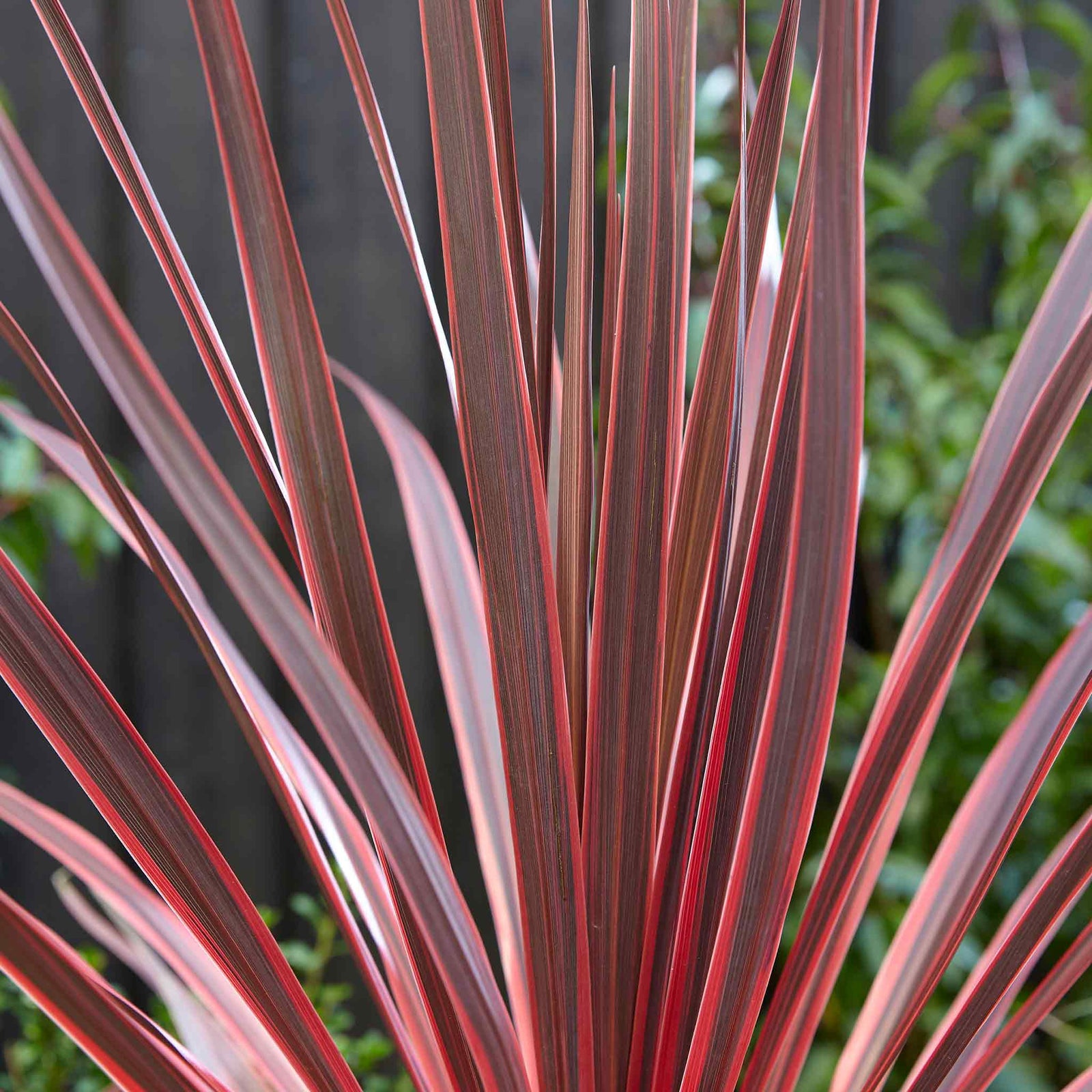 Cordyline 'charlie Boy' - Pink And Burgundy Foliage, Hardy Evergreen 9cm | 1 x 9cm | Pink