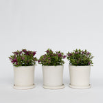 Evergreen Shrub - 3 Pcs. - Hebe All Blooms 'samona' - Height 30-35cm - ⌀13cm | Set of 3 | Pink